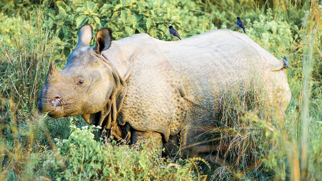 Oplev det fantastiske dyreliv i Chitwan Nationalpark, Nepal