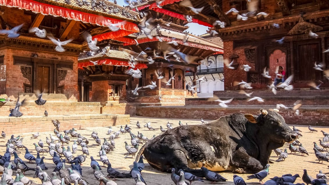 En hellig ko ved Durbar Square i Kathmandu
