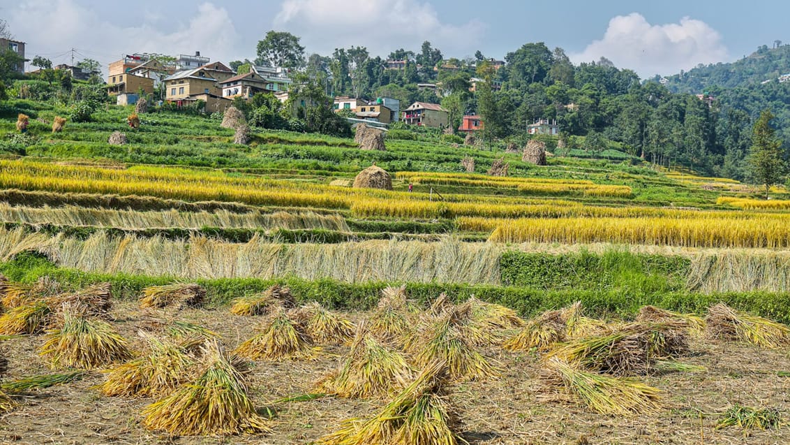 Landbrug uden for Panauti i Nepal
