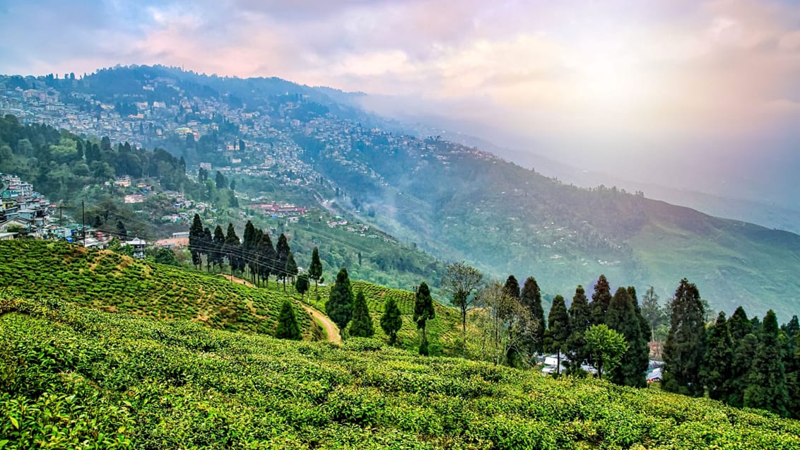 Teplantager uden for Darjeeling i Indien