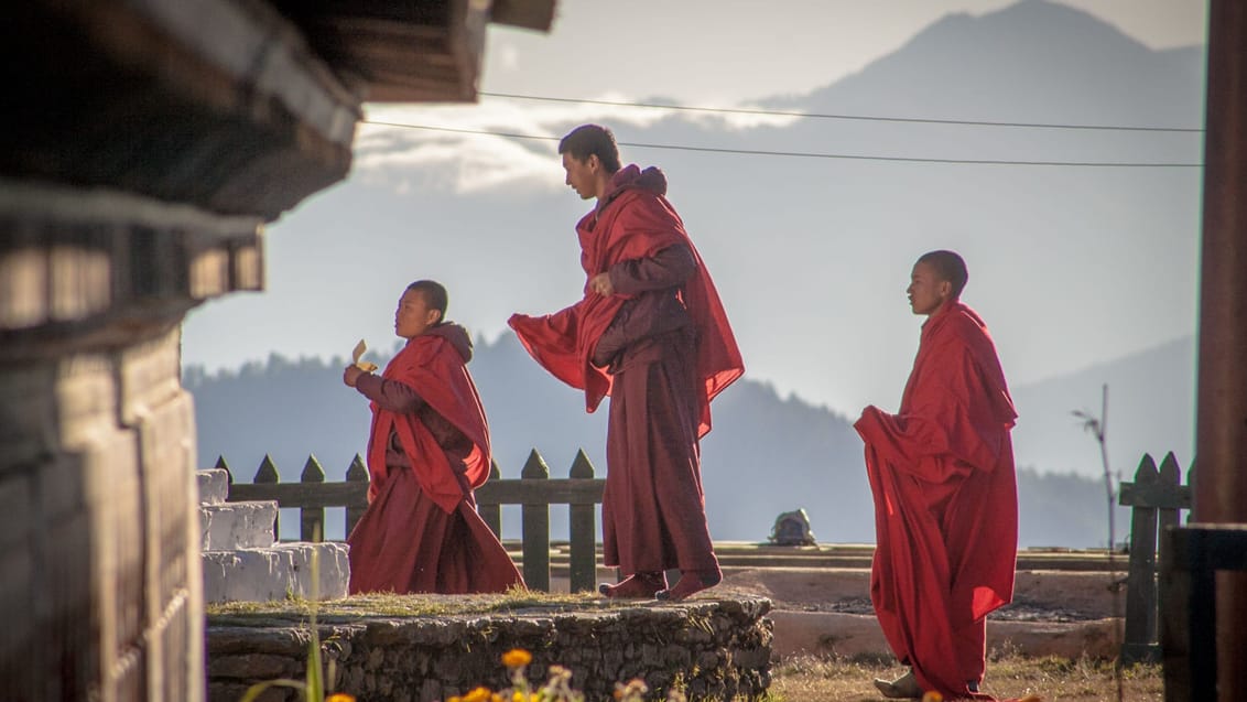 Monke ved Tashigang Gompa i Bhutan