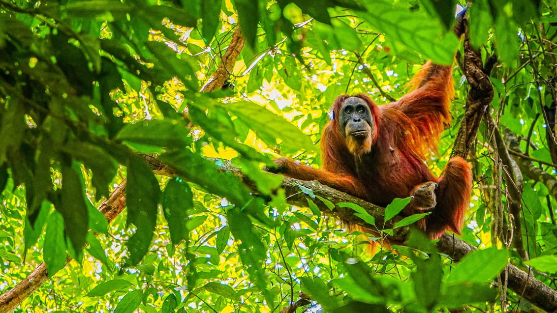 Sumatra, Singapore & Perhentian