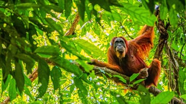 Sumatra, Singapore & Perhentian