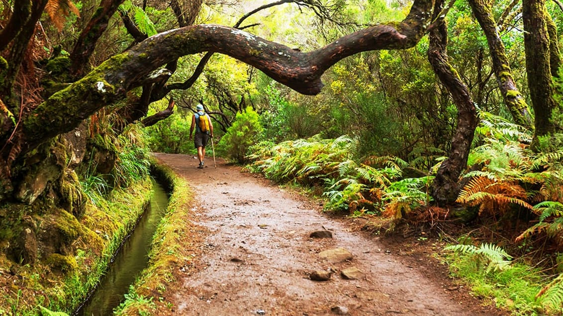 Trekker på Levada, Madeira