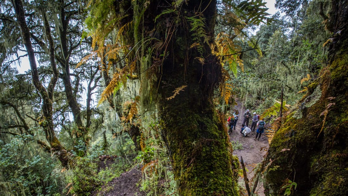 Vandring gennem tæt skov på Trans Bhutan Trail