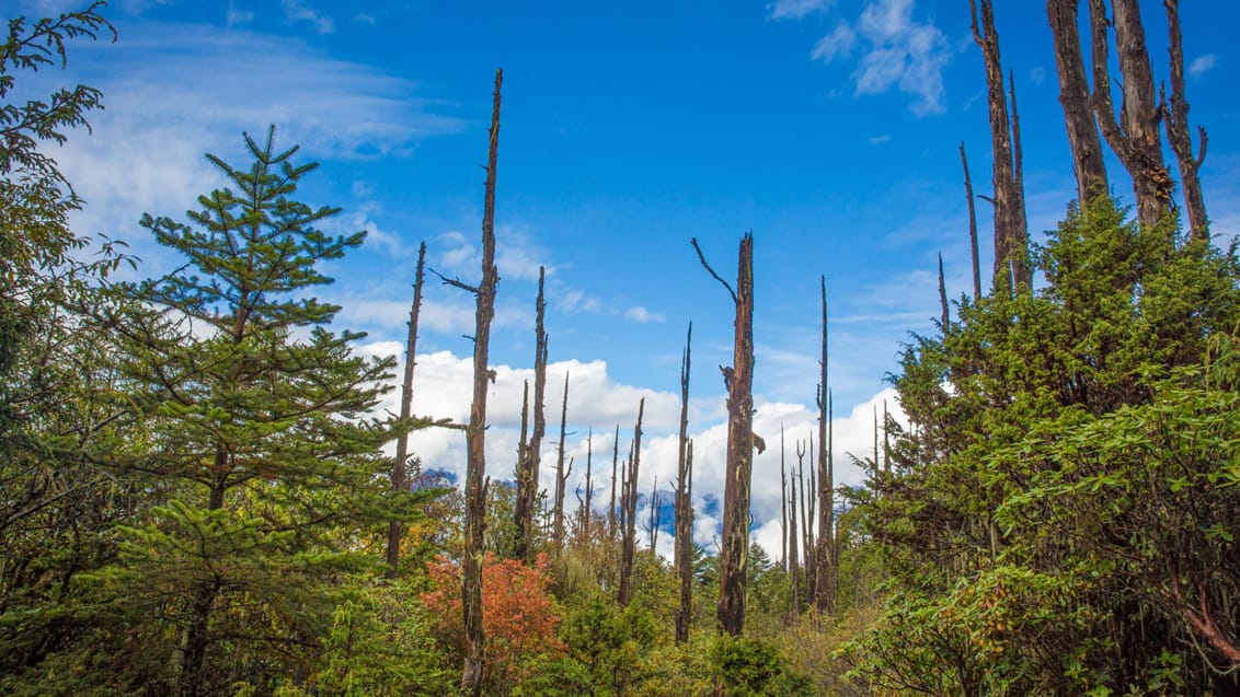 Vandring gennem smuk natur i Bhutan