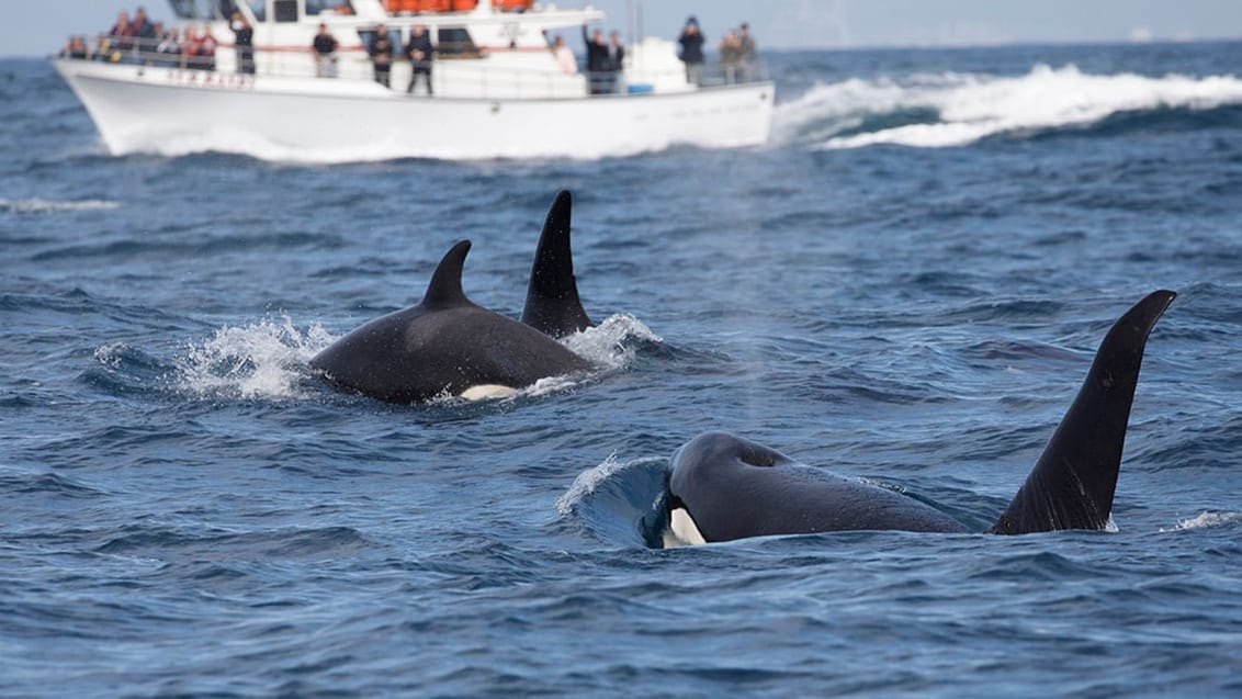 Tag på hvalsafari ved Tadoussac