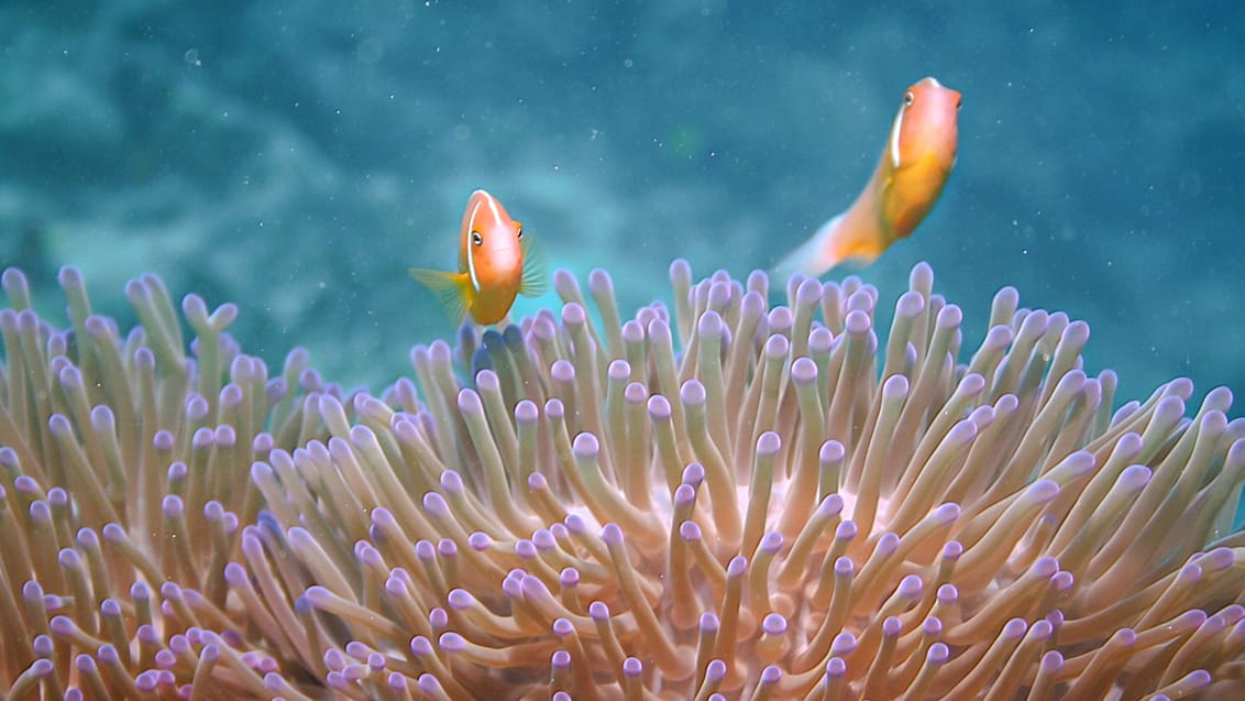 Anemonefisk ved Fijis farverige koralrev