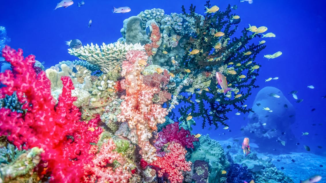 Dykningen i det norlige Fiji er kendt for at have nogle af verdens mest fantastiske bløde koraler