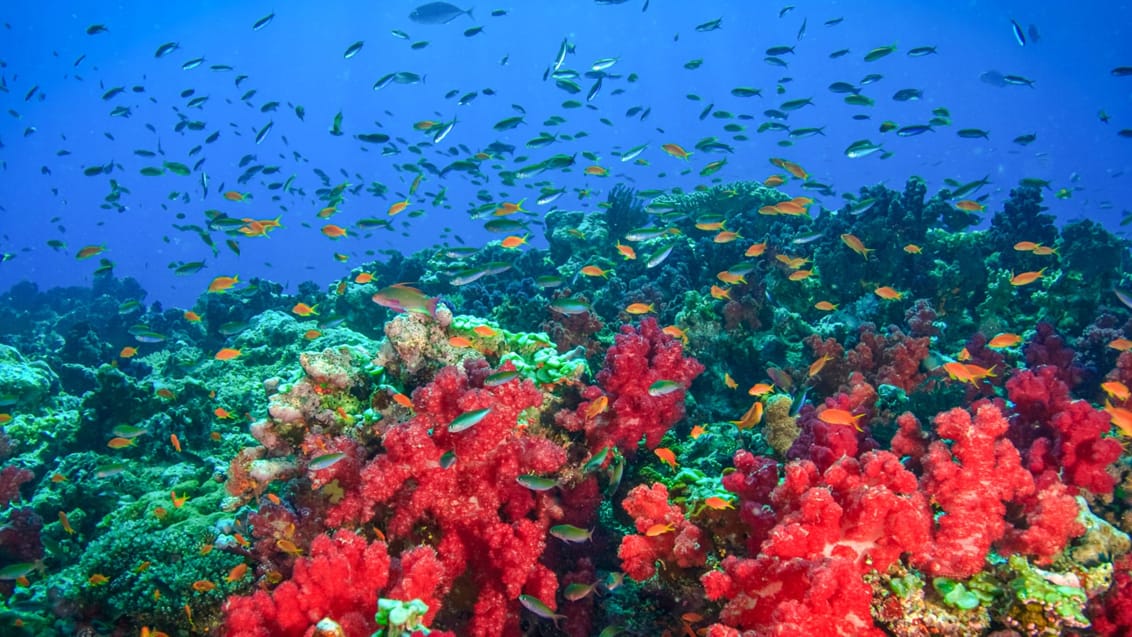 Rainbow Reef i det nordlige Fiji