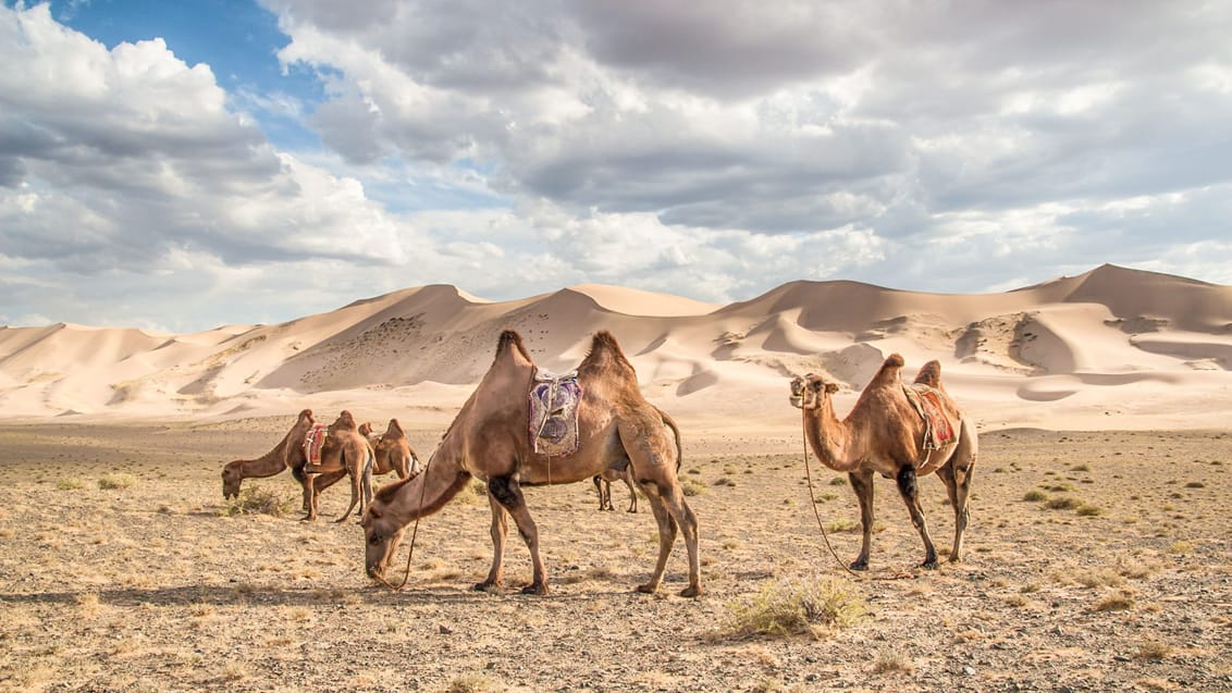 Kameler ved sandbankerne Khongoryn Els