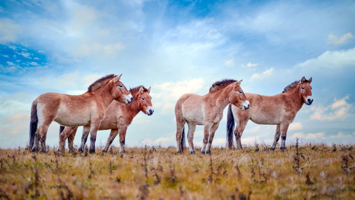 Vilde heste i Hustai Nationalpark