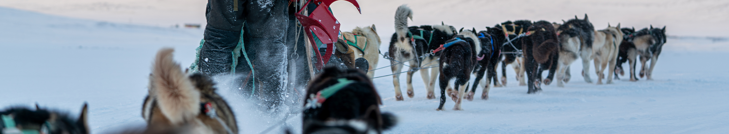 Den ultimative hundeslæde-ekspedition på Svalbard