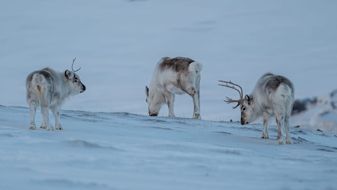 Den ultimative hundeslæde-ekspedition på Svalbard