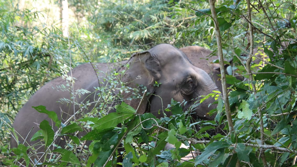 Umphang Wildlife Explorer