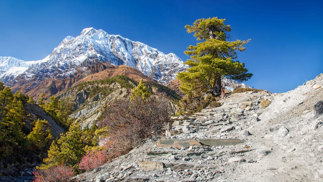 Den smukke natur i området omkring Annapurna