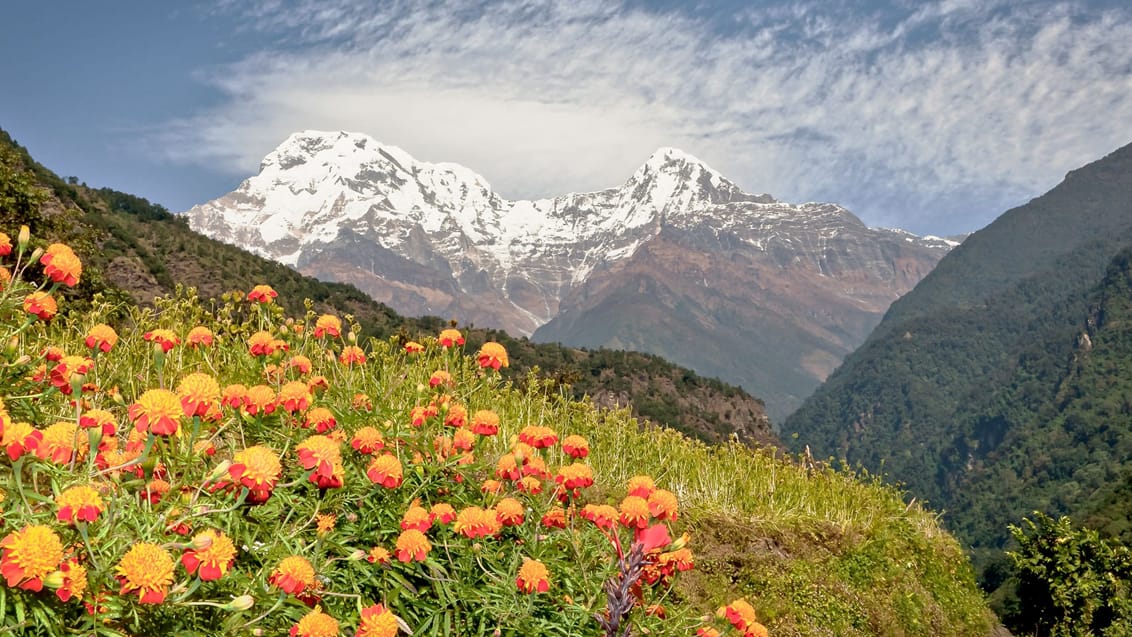 Annapurna Basecamp trekket er et meget 'grønt' trek - Her fra Jhinu Danda