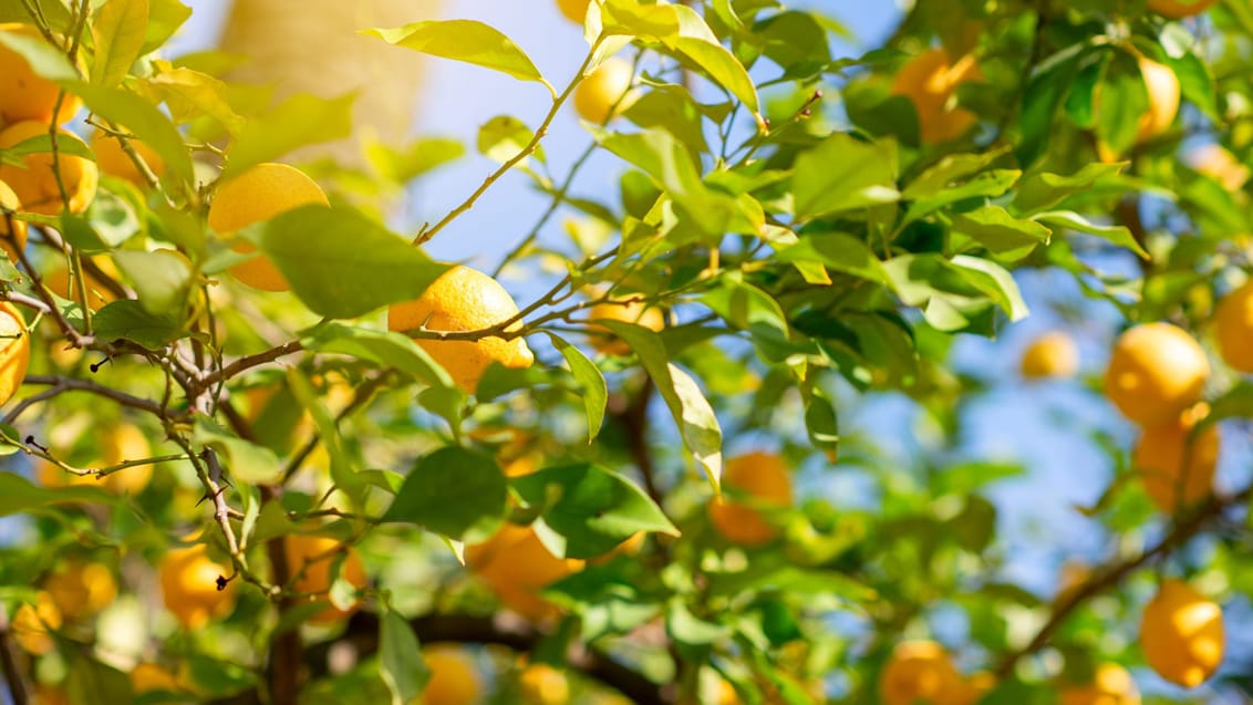Sorrentohalvøen og Amalfikysten er kendt for sine mange citrontræer