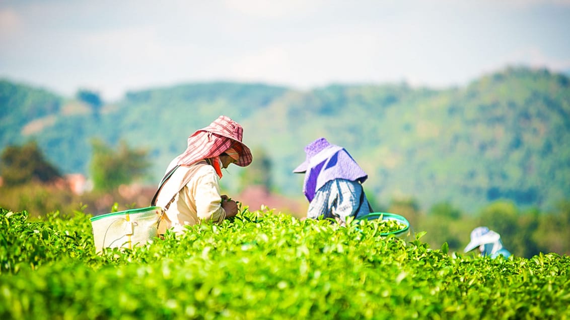 Kvindelige teplukkere i Munnar