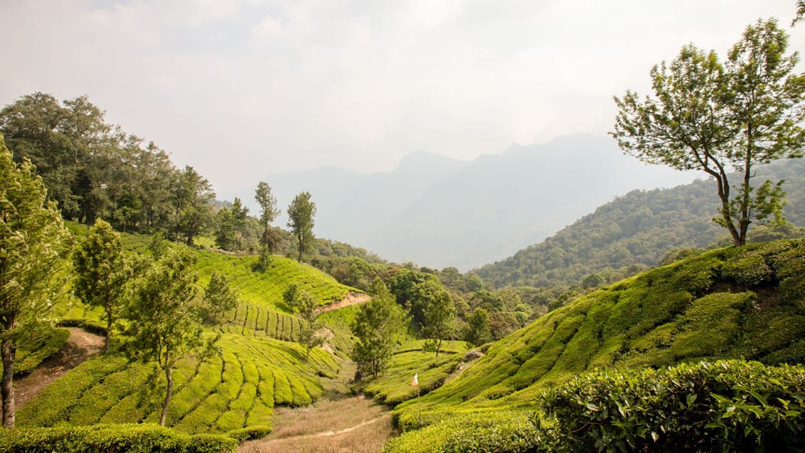 Teplantager i Munnar