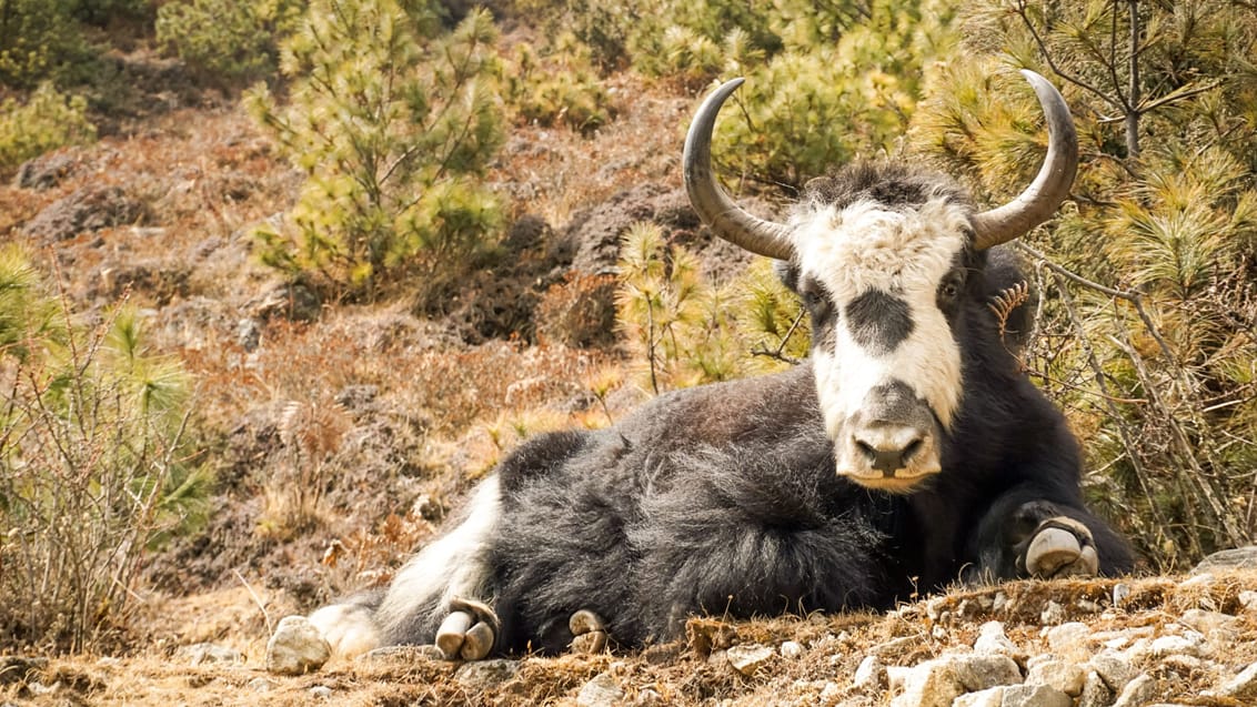 Yak okse i Everest Nationalpark