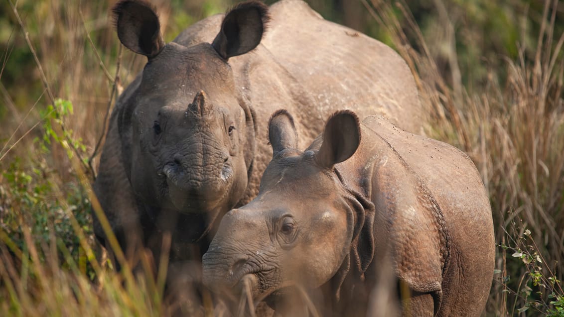 Mød næsehorn i det sydlige Nepal - Chitwan National Park