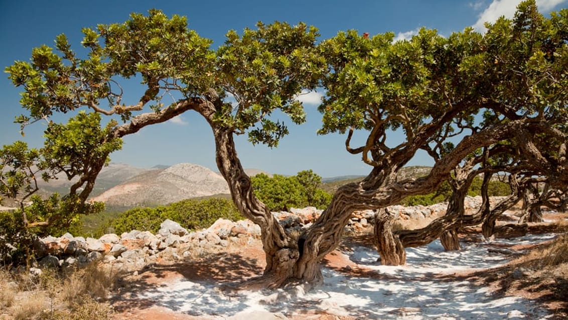 Chios