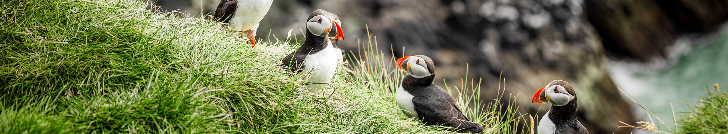 Vestisland - Snæfellsnes, Flatey & Vestfjordene