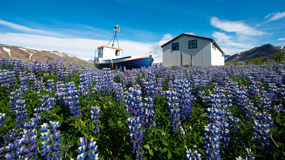 Vestisland - Snæfellsnes, Flatey & Vestfjordene