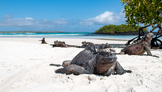 Marine Iguana Galapagos Ecuador $