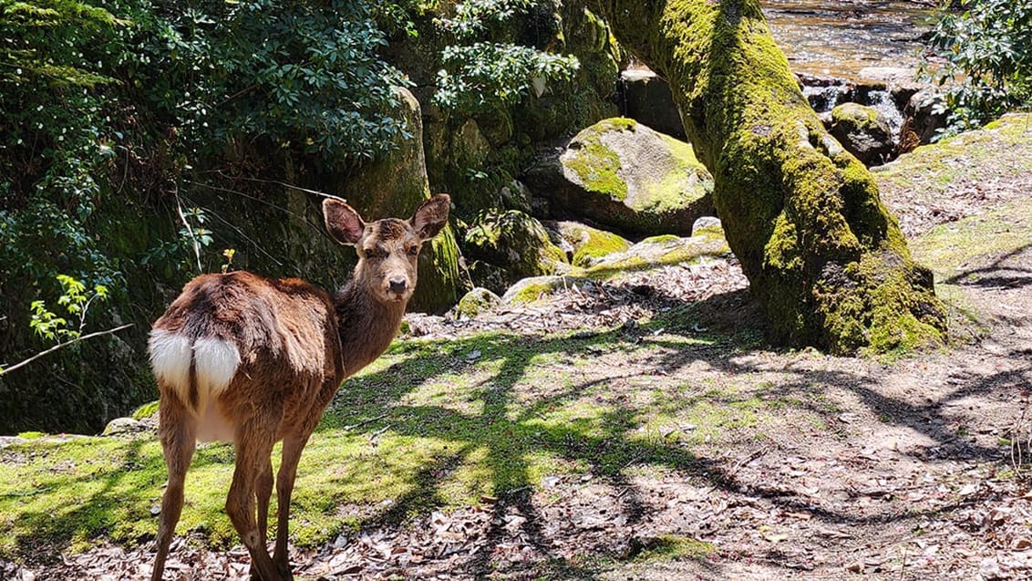 Miyajima Island