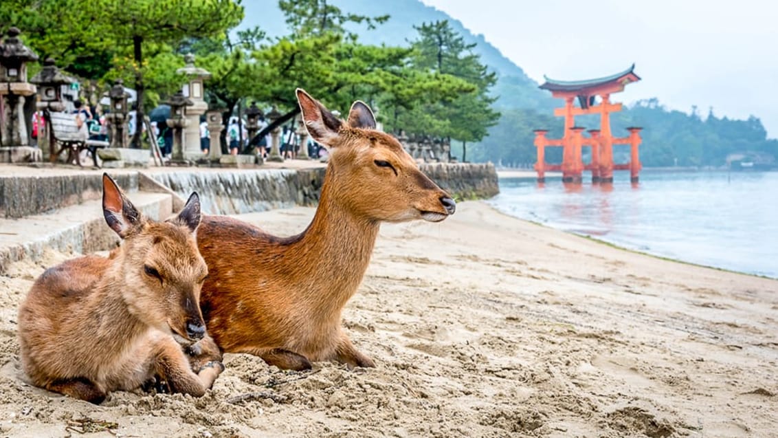 Miyajima Island, Hiroshima, Japan