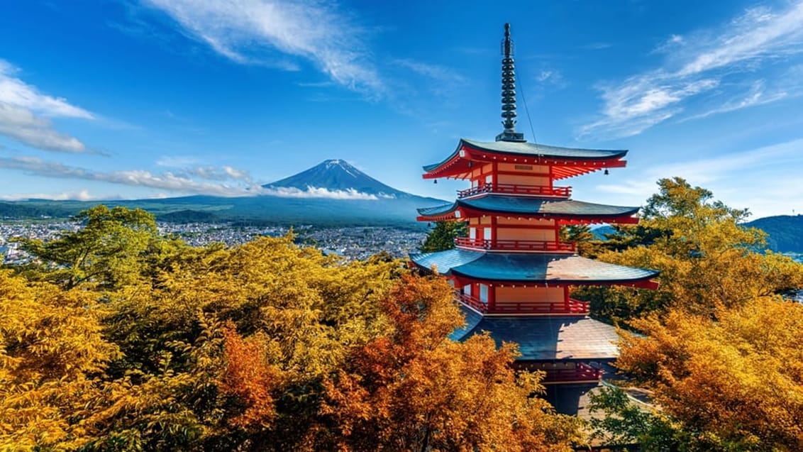 Mt. Fuji, Grupperejse i Japan