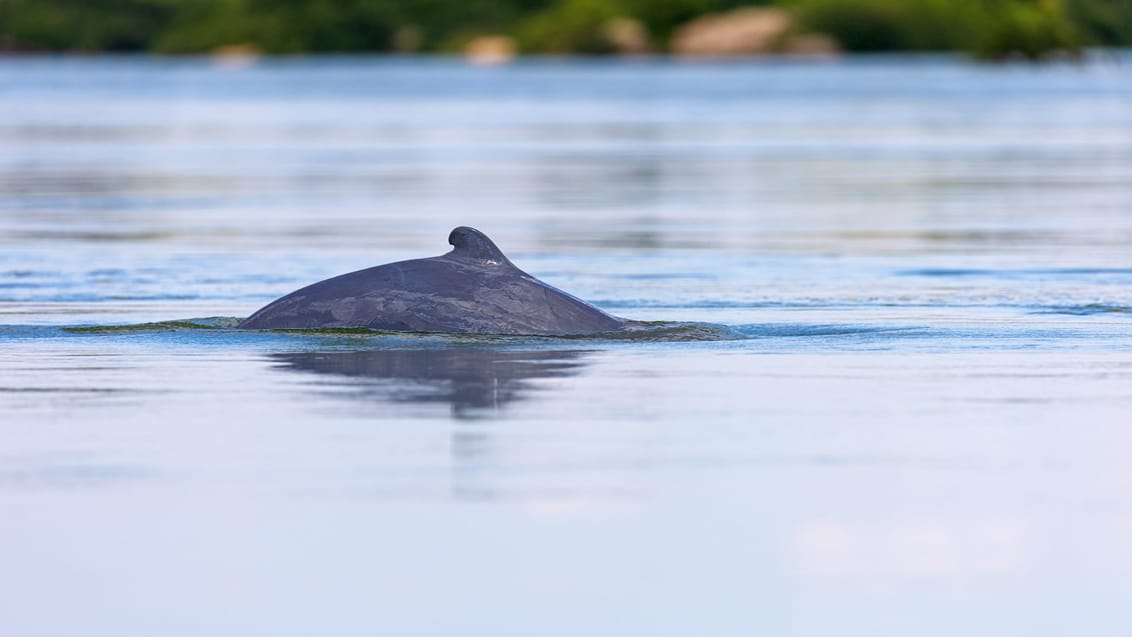 Irrawaddy delfin