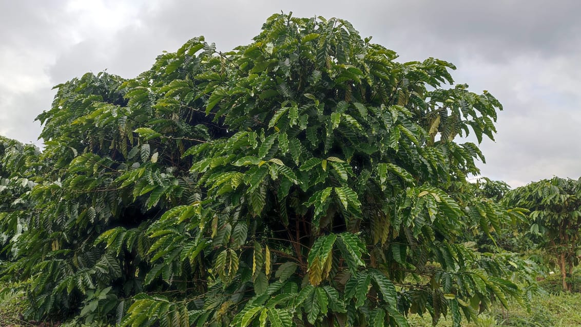 Kaffe Mondulkiri