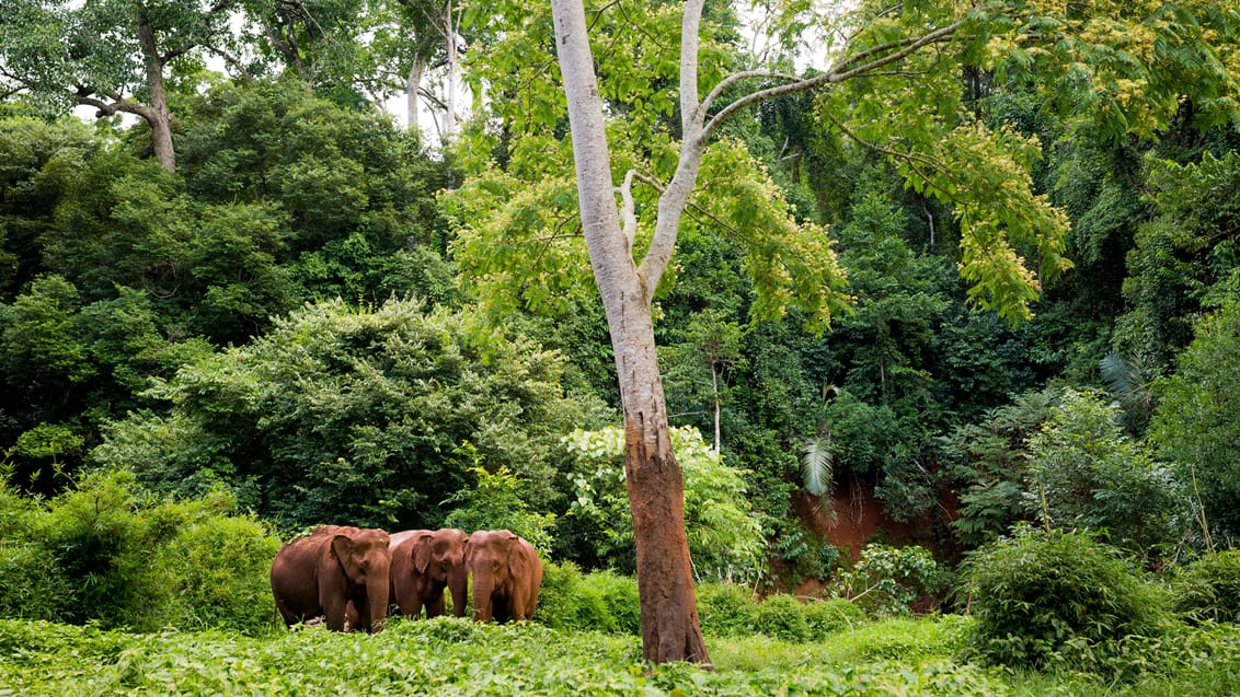 Elephant Valley Mondulkiri