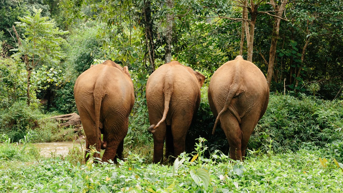 Elephant Valley Mondulkiri