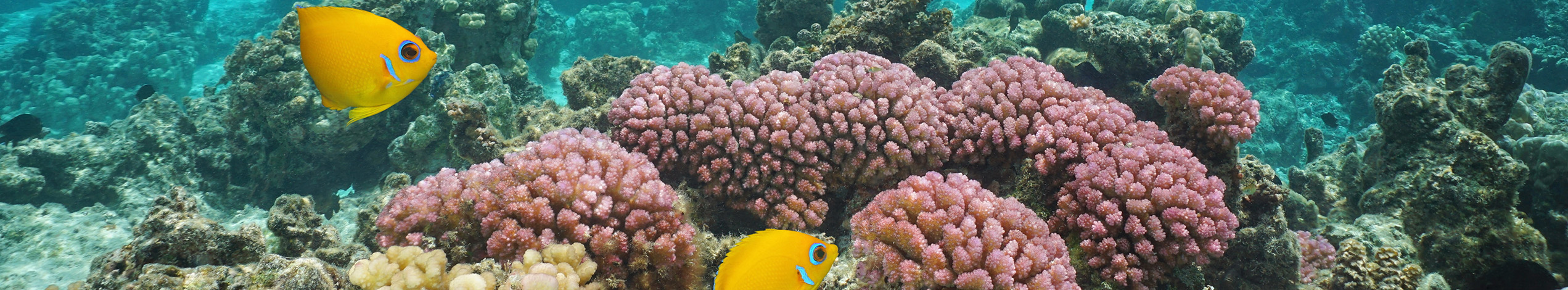 Fransk Polynesien Huahine Island