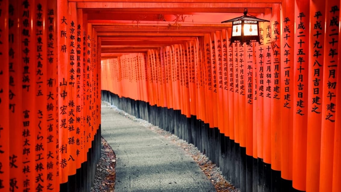 Fushimi Inari Shrine Torii, Kyoto