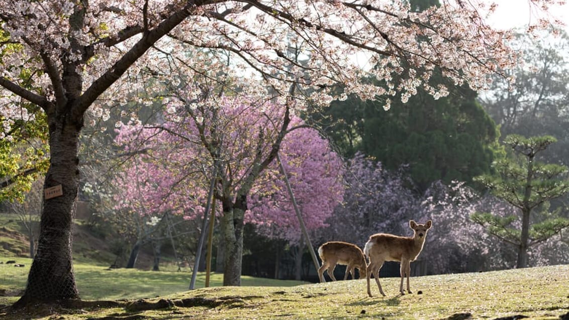 Hjorte ved Nara
