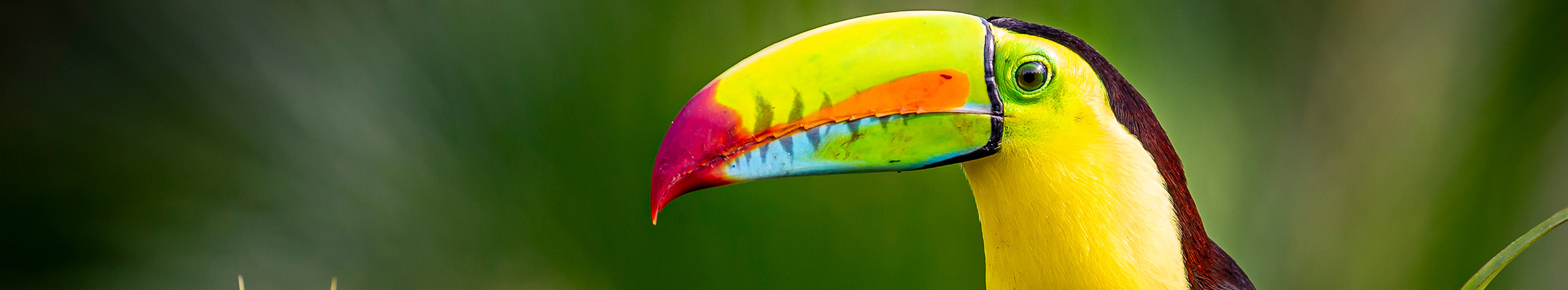 Tukan i Costa Rica