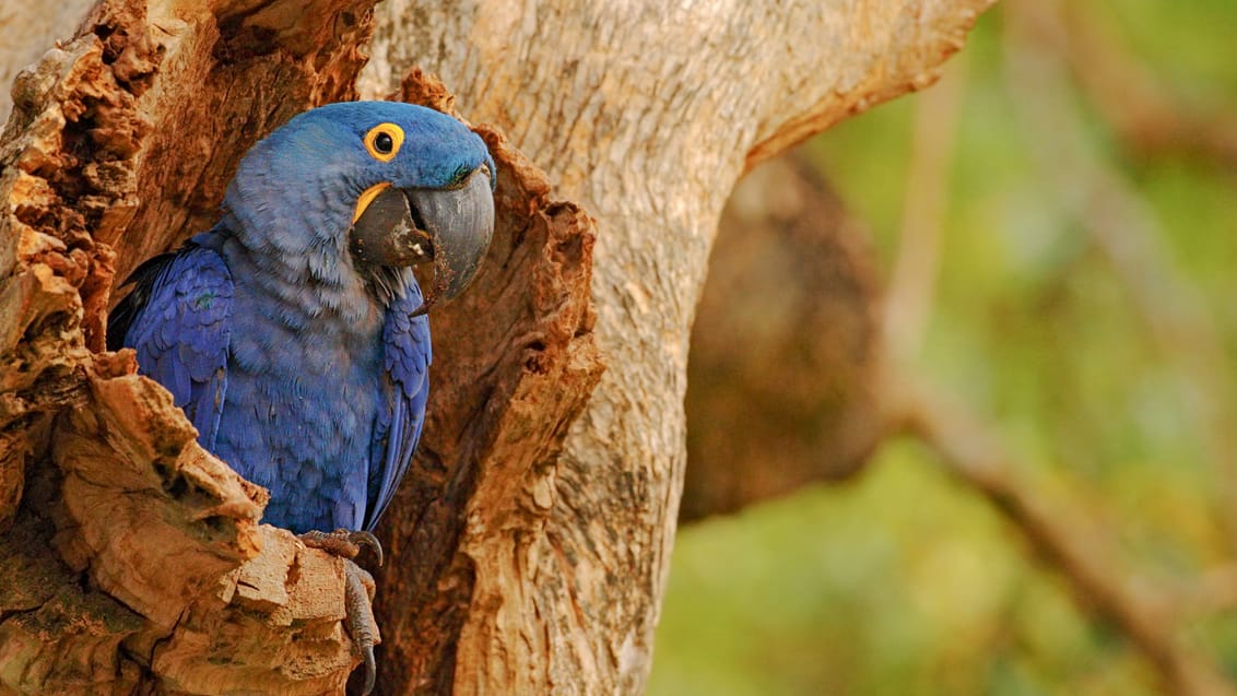 Blå ara-papegøje, Pantanal, Brasilien