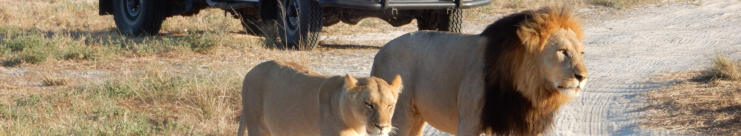 Botswana safari og Victoria Falls