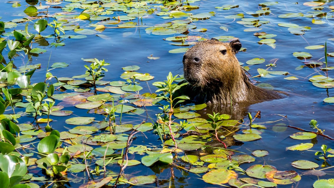 Capybara, Pantanal, Brasilien