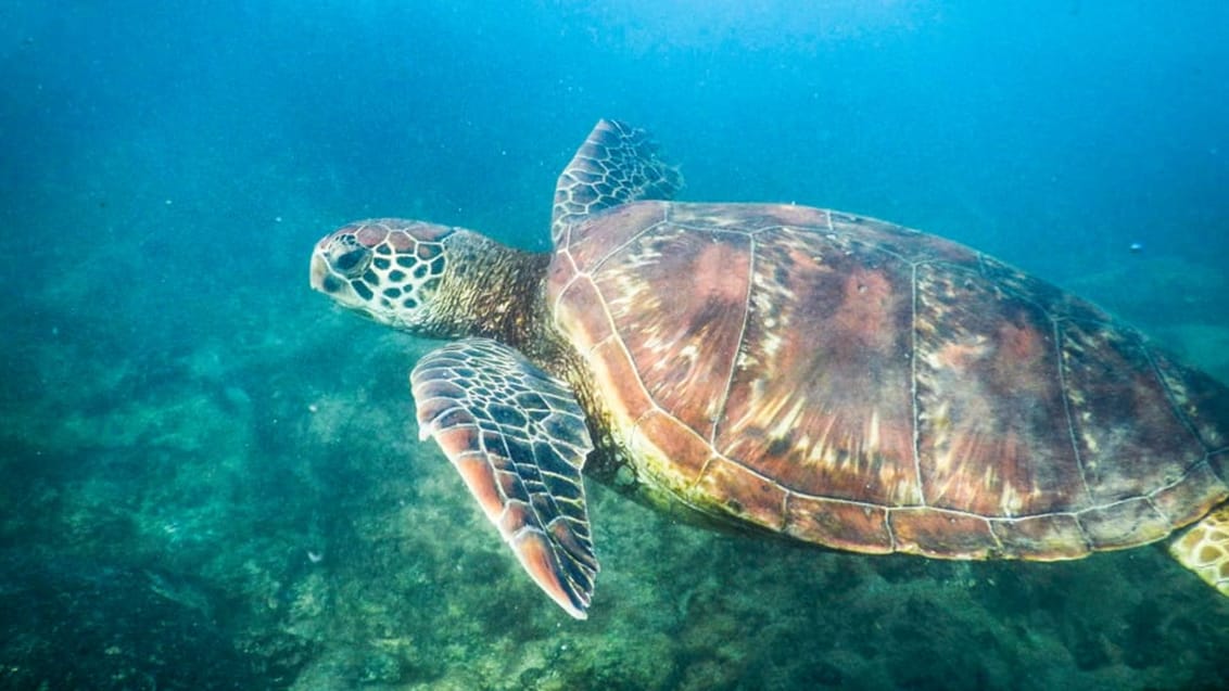 Tag med Jysk Rejsebureau på eventyr til Ecuador og Galapagos