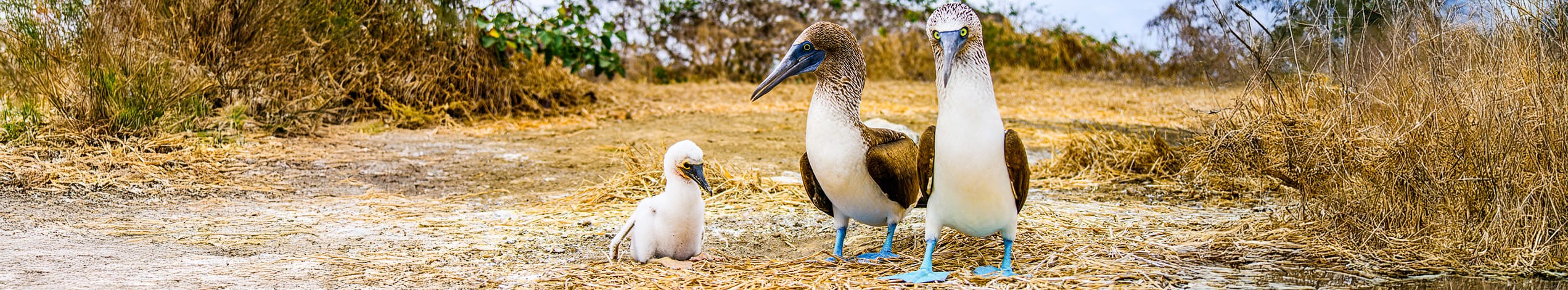 Galapagos - Det ultimative ø-hop