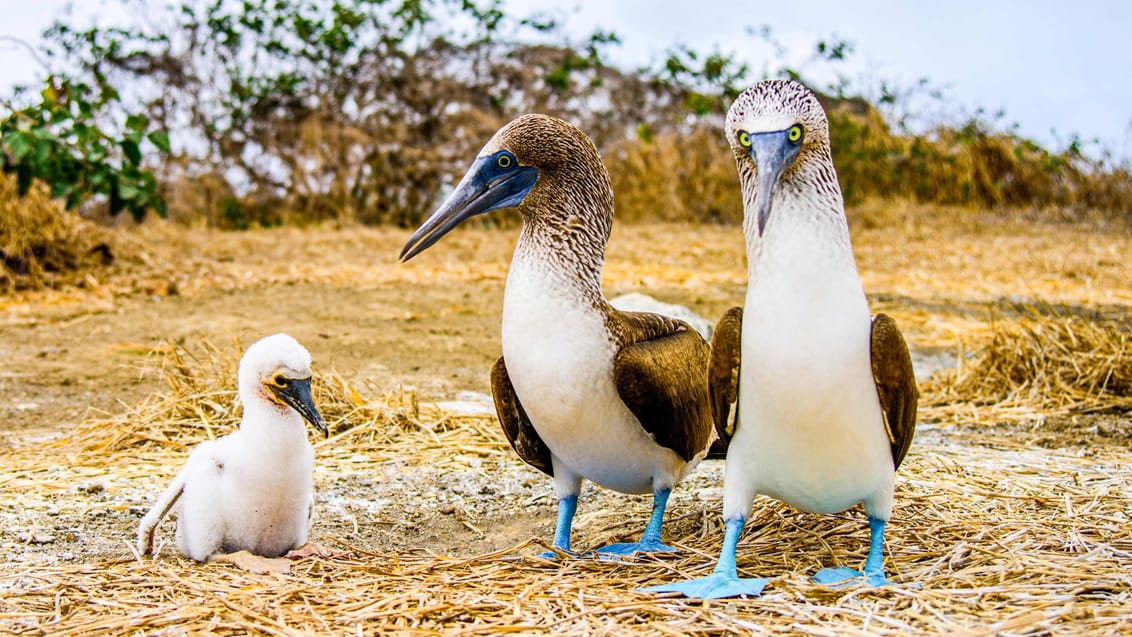 Galapagos - Det ultimative ø-hop