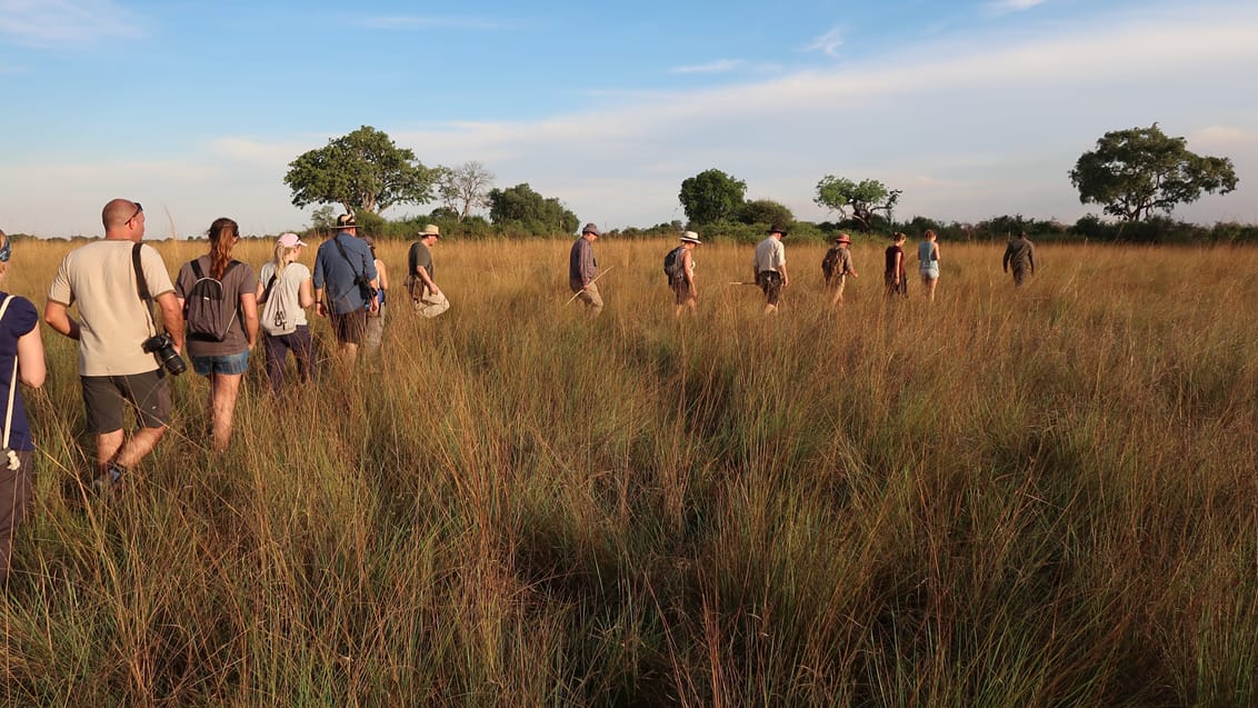 Guidet bushwalk i Botswana