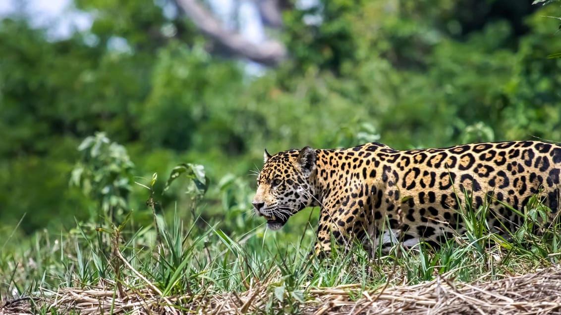 Jaguar i Pantanal, Brasilien