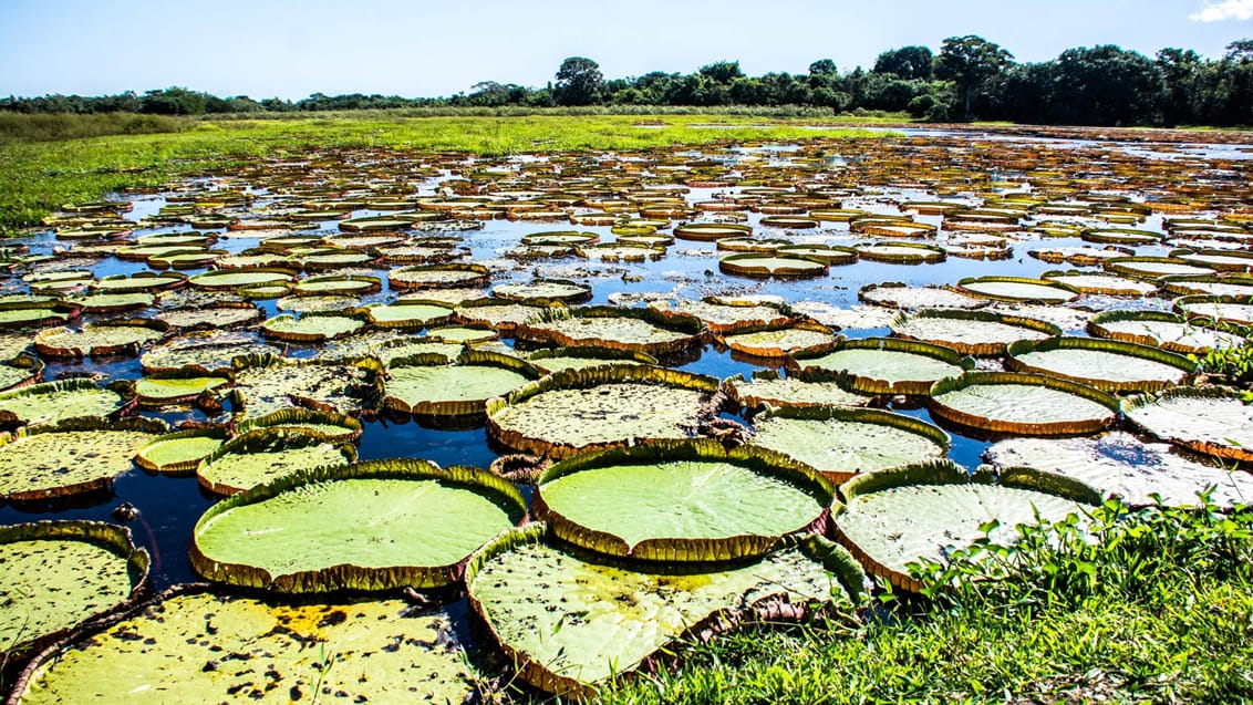 Pantanal, Brasilien